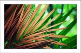 Walljar - Palm Blad - Muurdecoratie - Poster met lijst