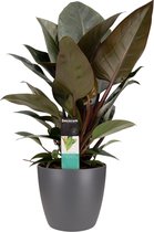 Hellogreen Kamerplant - Philodendron Congo Rojo - 70 cm - ELHO sierpot Brussels Antraciet