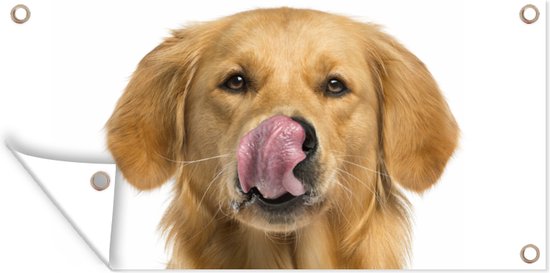 Décoration Murale Murale Extérieure Rayons De Soleil Devant Un Labrador