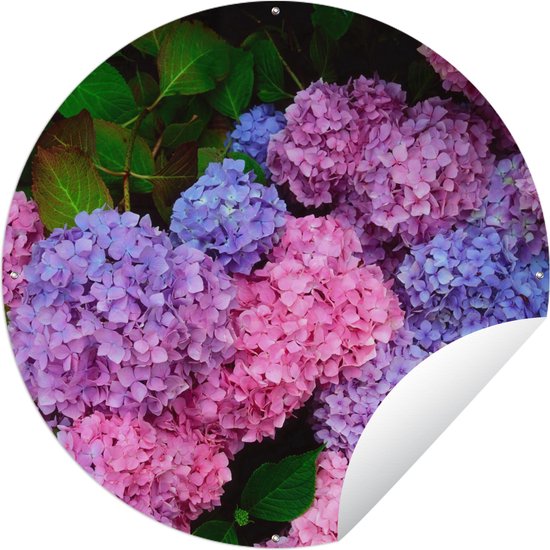 Tuincirkel Roze en blauwe hortensia - 60x60 cm - Ronde Tuinposter - Buiten