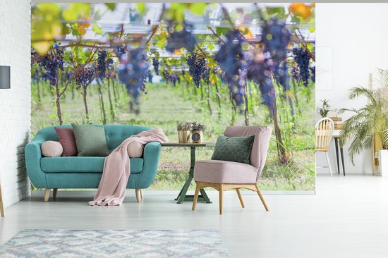 Grappes de raisins violets en papier peint photo vignoble ensoleillé largeur 390 cm x hauteur 260 cm - Tirage photo sur papier peint (disponible en 7 tailles)