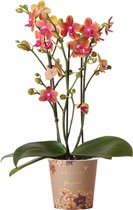 Kolibri Orchids | oranje geurende Phalaenopsis orchidee - Fragrance orange - potmaat Ø12cm | bloeiende kamerplant - vers van de kweker