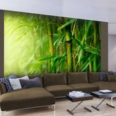 Fotobehang - jungle - bamboo.