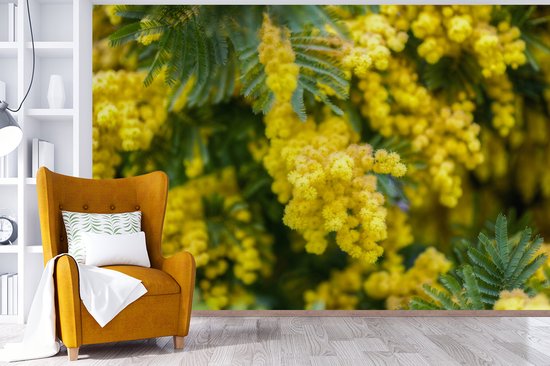 Papier peint photo en vinyle - Fleurs de mimosa jaune largeur 450 cm x hauteur 300 cm - Tirage photo sur papier peint (disponible en 7 tailles)