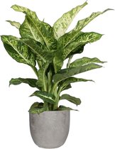 FloriaFor - Dieffenbachia Mars In Mica Sierpot Jimmy (lichtgrijs) - - ↨ 65cm - ⌀ 18cm