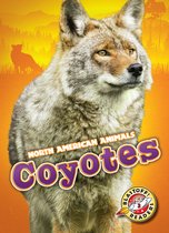 North American Animals - Coyotes