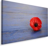 Schilderij - Klaproos op blauw hout (print op canvas), premium print