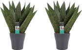 FloriaFor - Duo Sansevieria Zeylanica Met Sierpot Anna Grey - - ↨ 35cm - ⌀ 12cm