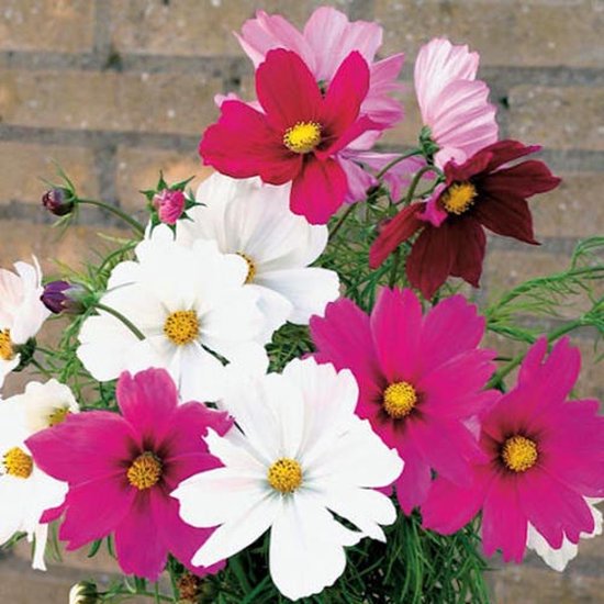 Cosmea zaden - Sensation gemengd