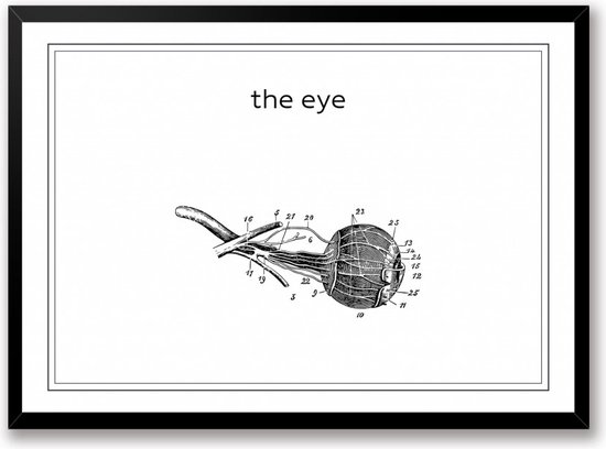 The eye zwart wit poster het oog | line art anatomie | wanddecoratie | Liggend 50 x 40 cm