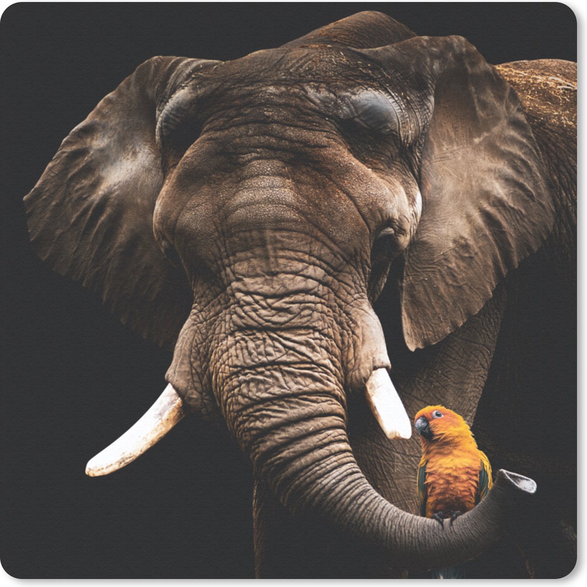 Muismat 30x30 cm - Mousepad Olifant - Papegaai - Tanden - Muismatten