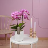 Optimost Vienna orchidee paars in Molise witte pot | Ø 12 cm | ↕ 38-48 cm