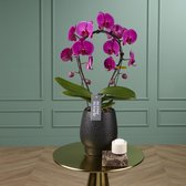 Mirror Mulan orchidee paars in Abruzzo zwarte pot | Ø 12 cm | ↕ 40-50 cm