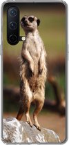 Geschikt voor OnePlus Nord CE 5G hoesje - Stokstaartje - Dier - Wild - Siliconen Telefoonhoesje