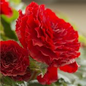 Begonia dubbel rood | 3 stuks | Knol | Geschikt voor in Pot | Rood | Prachtige Knolbegonia | Begonia