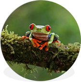 WallCircle - Wall Circle - Wall Circle Indoor - Grenouille aux Yeux Rouges sur une Branche Couverte - 120x120 cm - Décoration murale - Peintures Ronds XXL