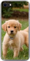 Geschikt voor iPhone 7 hoesje - Golden Retriever pup in het groene gras - Siliconen Telefoonhoesje