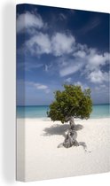 Canvas Schilderij Eenzame boom staat op een strand in Aruba - 20x30 cm - Wanddecoratie