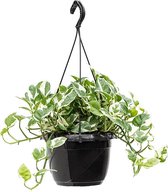 Kamerplant van Botanicly – Scindapsus Epipremnum Njoy – Hoogte: 60 cm