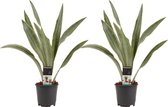 Duo Sansevieria Aubrytniana Metallica ↨ 55cm - 2 stuks - hoge kwaliteit planten