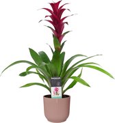 Decorum Guzmania Switch in ELHO ® Vibes Fold Rond (delicaat roze) ↨ 60cm - planten - binnenplanten - buitenplanten - tuinplanten - potplanten - hangplanten - plantenbak - bomen - p
