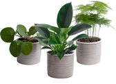 Trio ‘Klein Groen’ in Laos keramiek (grijs) ↨ 25cm - 3 stuks - hoge kwaliteit planten