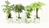 Jungle Mix in Jungle Keramiek ↨ 40cm - 4 stuks - hoge kwaliteit planten