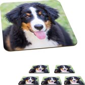Onderzetters voor glazen - Berner Sennenhond op het groene gras - 10x10 cm - Glasonderzetters - 6 stuks