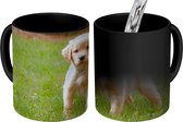 Magische Mok - Foto op Warmte Mokken - Koffiemok - Golden Retriever pup in het groene gras - Magic Mok - Beker - 350 ML - Theemok
