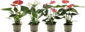 Bloemen van Botanicly – 4 × Flamingoplant – Hoogte: 25 cm – Anthurium