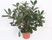 Kamerplant van Botanicly – Afrikaanse vijgenboom – Hoogte: 100 cm – Ficus Cyathistipula