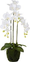 Orchidee | kunststof | wit | 26x24x (h)78 cm