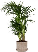 Palm plant in pot | Mooie kamerplant voor in huis en met mooie design pot | Kamerplant staat fantastisch in ieder interieur | Kentia palm Ø 21 cm – Hoogte 100 cm (waarvan +/- 80 cm