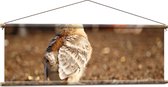 WallClassics - Affiche Textile - Poussin Qui Marche - 120x40 cm Photo sur Textile