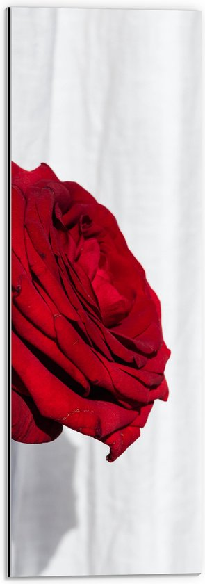 Dibond - Zijaanzicht van Grote Rode Roos op Witte Achtergrond - 20x60 cm Foto op Aluminium (Wanddecoratie van metaal)