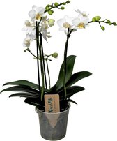 Plant in a Box - Phalaenopsis Multiflora - Orchidee Wit - Bloeiende kamerplant - Katvriendelijk - Pot 12cm - Hoogte 35-45cm
