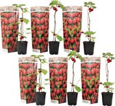 Plant in a Box - Rubus ideaus 'Autumn Bliss'' - Set van 6 - Frambozenstruik - Pot 9cm - Hoogte 25-40cm