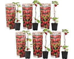 Plant in a Box - Rubus ideaus 'Autumn Bliss'' - Set van 6 - Frambozenstruik - Pot 9cm - Hoogte 25-40cm