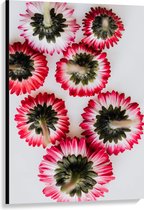 Canvas - Onderkant van Roze met Witte Bloemen op Witte Achtergond - 80x120 cm Foto op Canvas Schilderij (Wanddecoratie op Canvas)