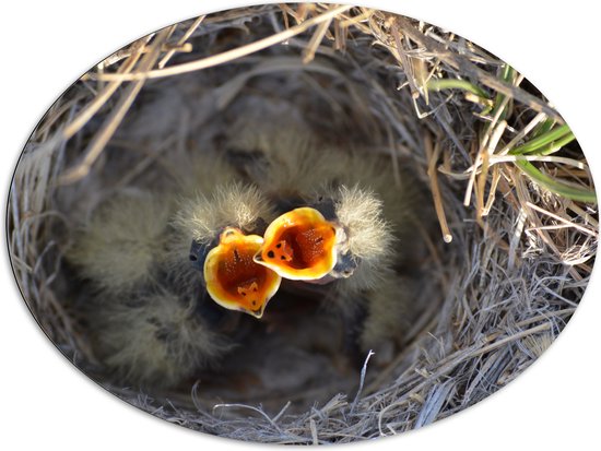 Dibond Ovaal - Baby Vogels in Nest met Open Bek voor Eten - 108x81 cm Foto op Ovaal (Met Ophangsysteem)