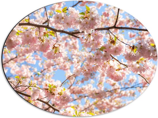 Dibond Ovaal - Roze Sakura Boom van Dichtbij - 56x42 cm Foto op Ovaal (Met Ophangsysteem)