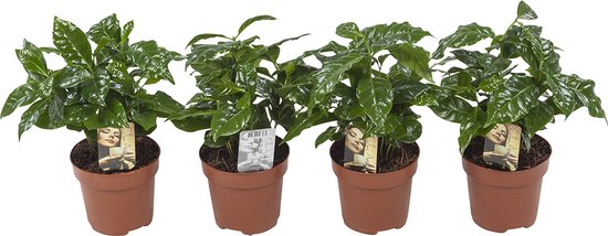 Coffea Arabica Kaffeepflanze - Pflegeleichte Zimmerpflanze Für Kaffeeliebhaber