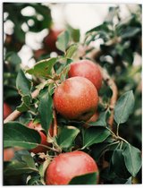 WallClassics - Dibond - Appels in de Boom - 60x80 cm Foto op Aluminium (Met Ophangsysteem)