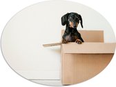 WallClassics - PVC Schuimplaat Ovaal - Zwarte Hond in een Doos - 80x60 cm Foto op Ovaal (Met Ophangsysteem)