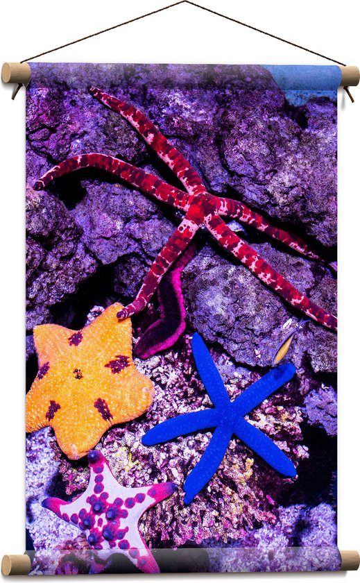 WallClassics - Textielposter - Gekleurde Zee sterren - 40x60 cm Foto op Textiel