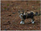 WallClassics - Poster (Matte) - Chaton dans la forêt - Photo 40x30 cm sur Papier Poster d'aspect Mat