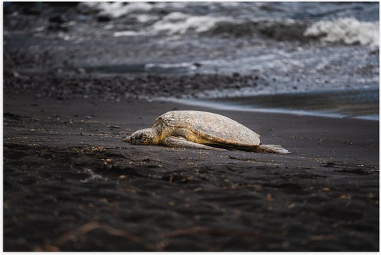 WallClassics - Poster Glanzend – Schildpad liggend op het Strand - 75x50 cm Foto op Posterpapier met Glanzende Afwerking