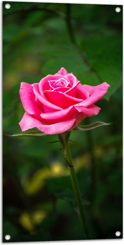 Tuinposter – Bloeiende Roze Eenzame Bloem - 50x100 cm Foto op Tuinposter (wanddecoratie voor buiten en binnen)