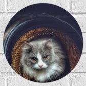 Muursticker Cirkel - Grijs met Witte Kat met Oranje Ogen in Autoband - 30x30 cm Foto op Muursticker