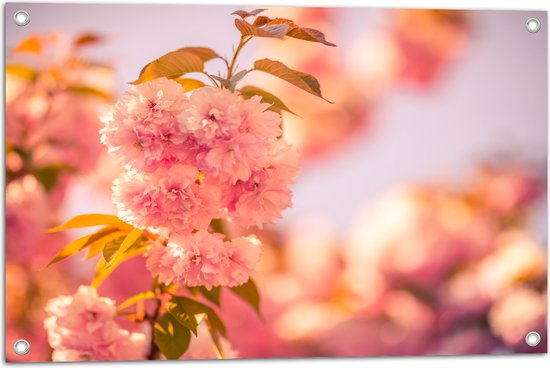Tuinposter – Bloeiende Roze Bloesem Bloemen op Mooie Lentedag - 75x50 cm Foto op Tuinposter (wanddecoratie voor buiten en binnen)